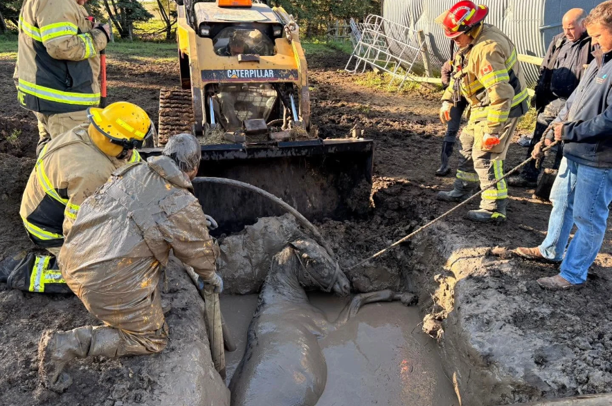 Firefighters in Florida and Saskatchewan successfully rescue three horses trapped in mud.