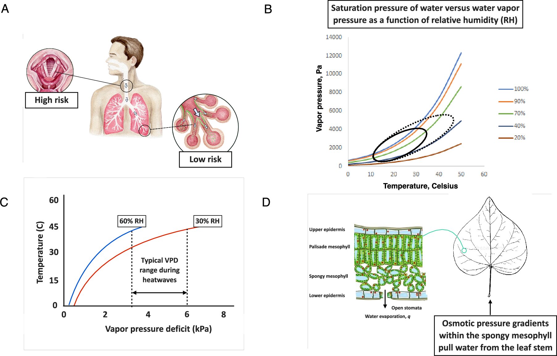 New Study Finds Heatwaves Heighten Cough Sensitivity While Salt Aerosols Reduce It