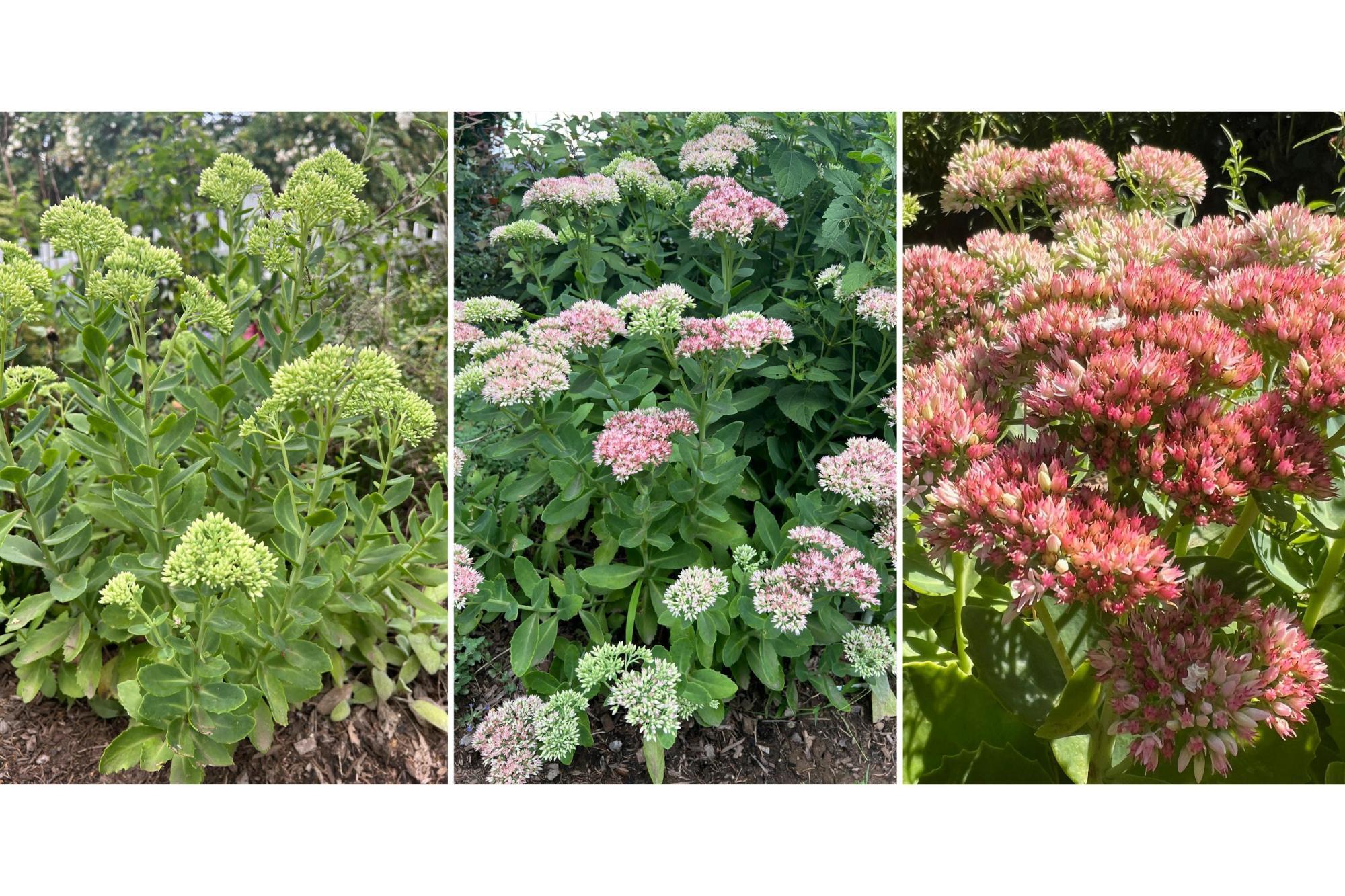 Discover the Best Plants to Add Vibrant Color to Your Garden This Fall