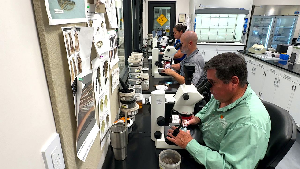 Orange County Issues Mosquito Alert After New Dengue Fever Cases