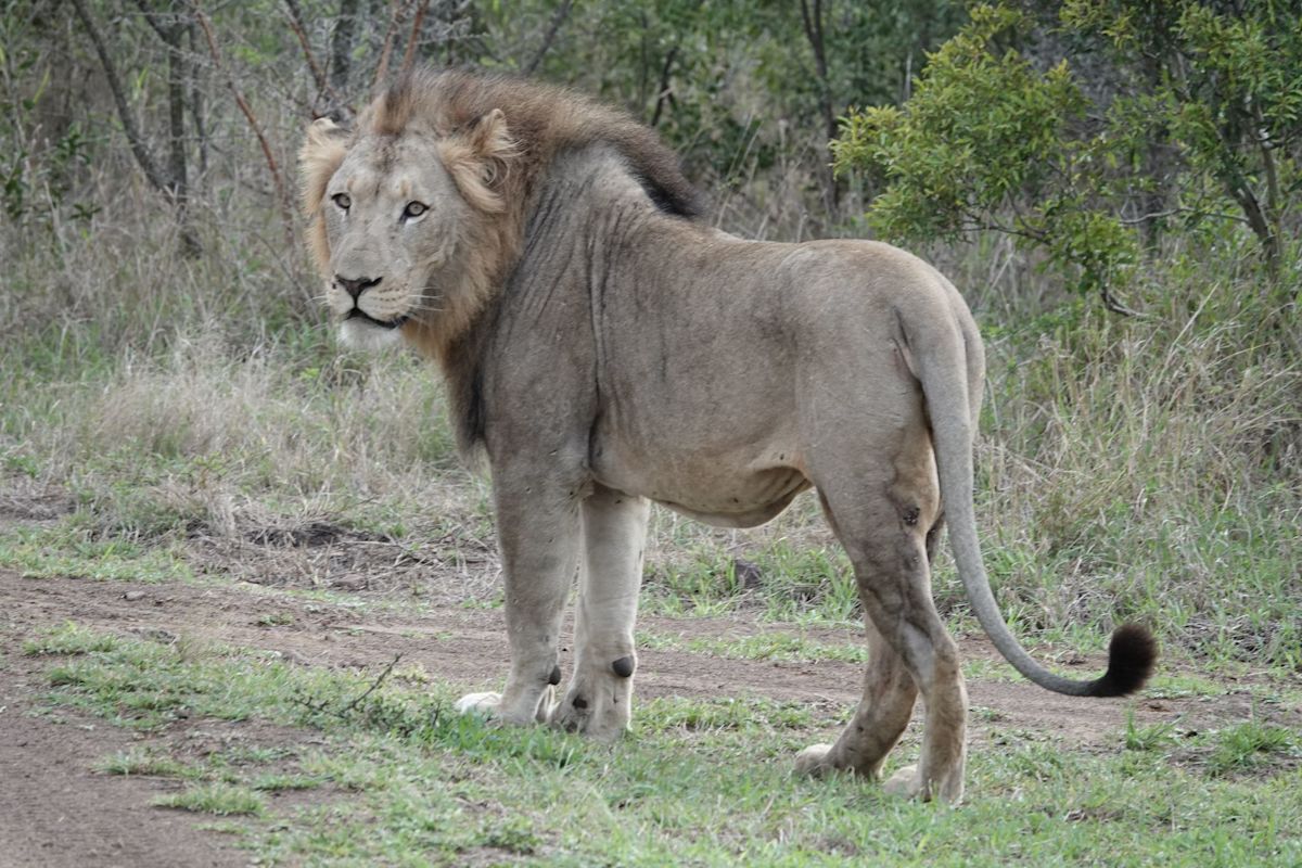 Tanzanian Authorities Investigate Suspected Poisoning After Ten Lions Found Dead