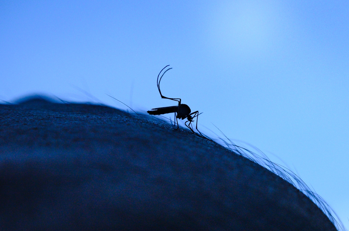 Trump Orders Federal Agencies to Significantly Reduce Washington Mosquito and Tick Populations
