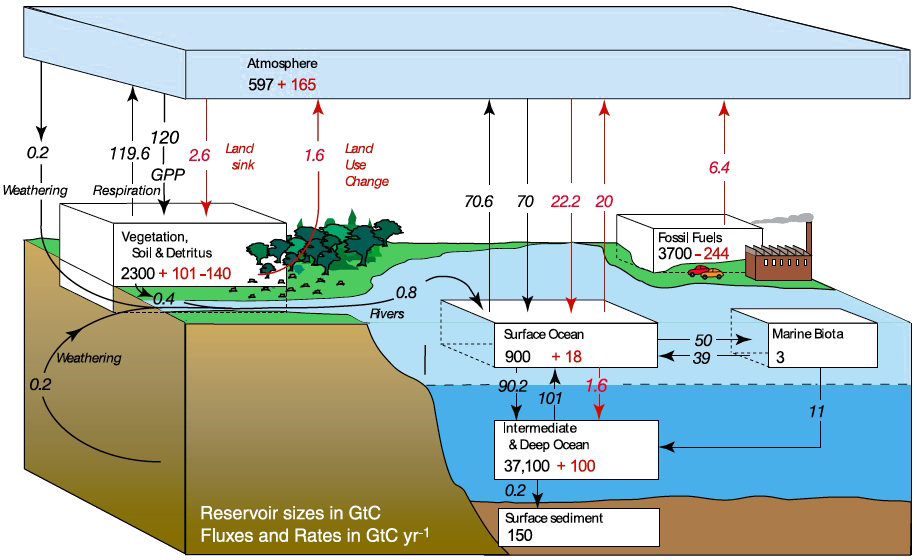 Natural carbon sinks absorb 40 percent of human emissions but lack climate model valuation.