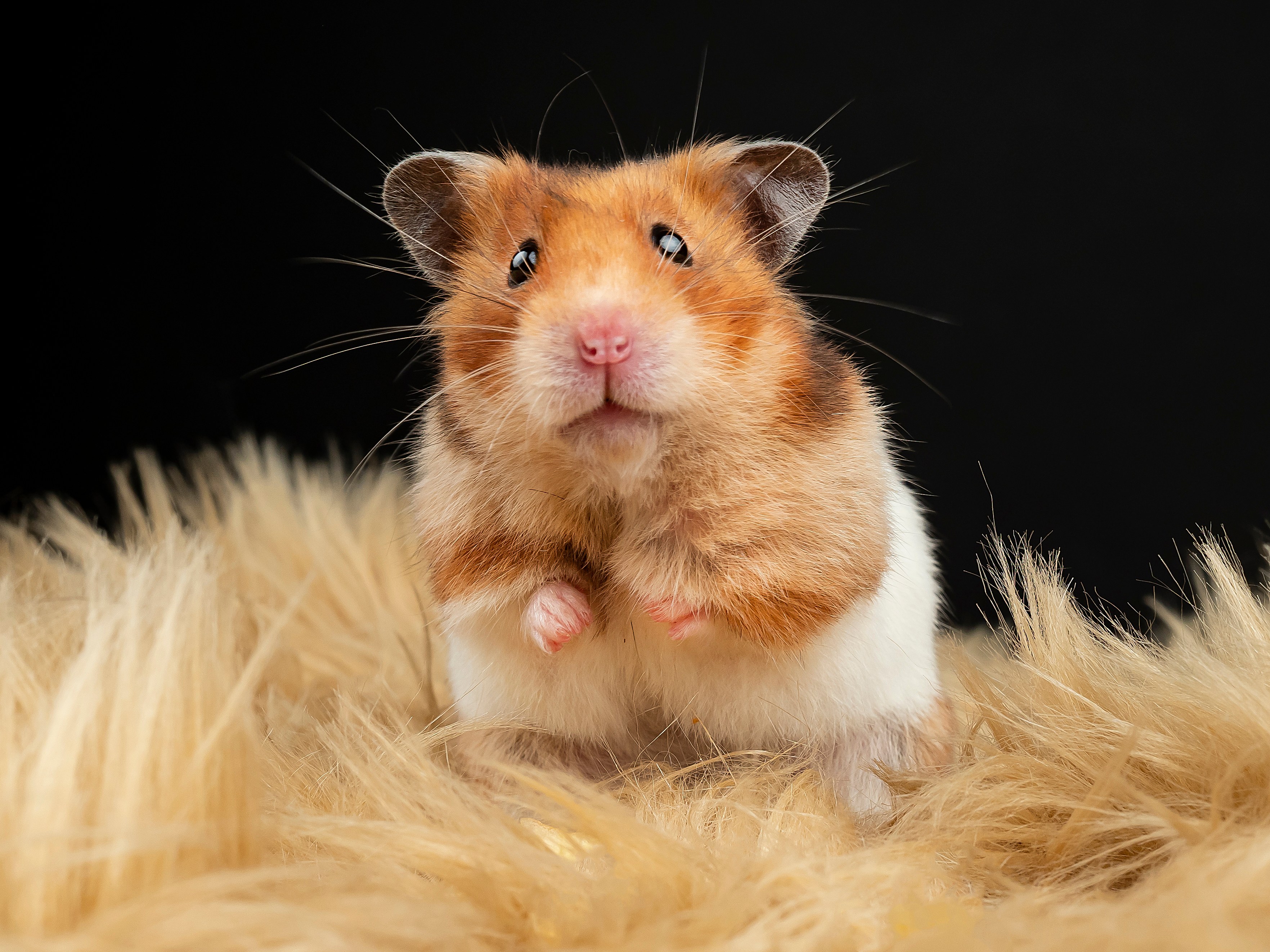 Japanese authorities arrest three suspects linked to the mass killing of dozens of hamsters.