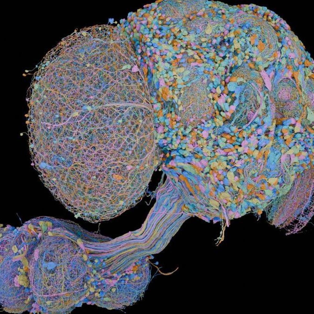 El cerebro virtual de una mosca de la fruta controla videojuegos actuales