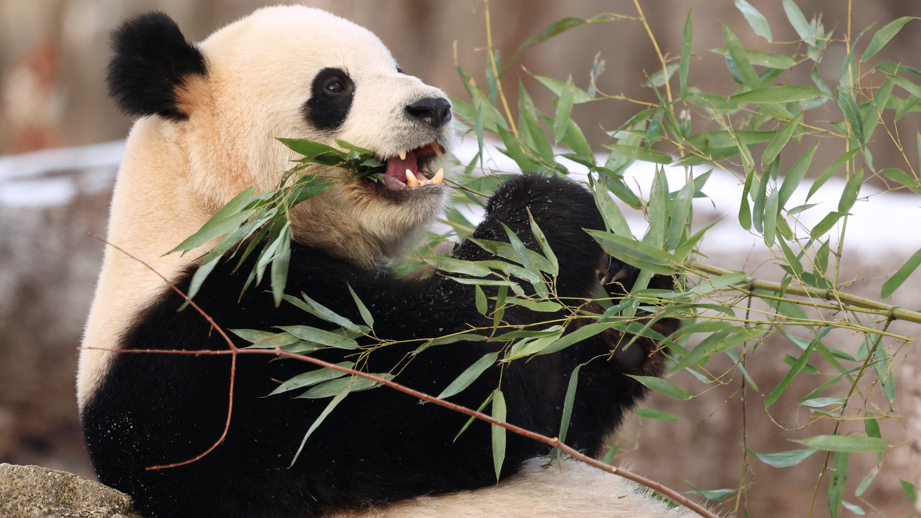 China to send giant pandas Ping Ping and Fu Shuang to Atlanta soon.