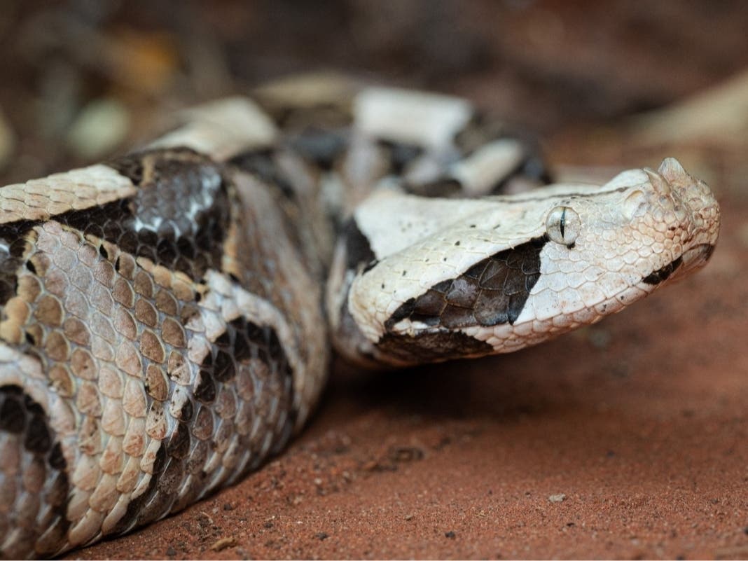 Santa Ana police search for a venomous Gaboon viper loose in a neighborhood.