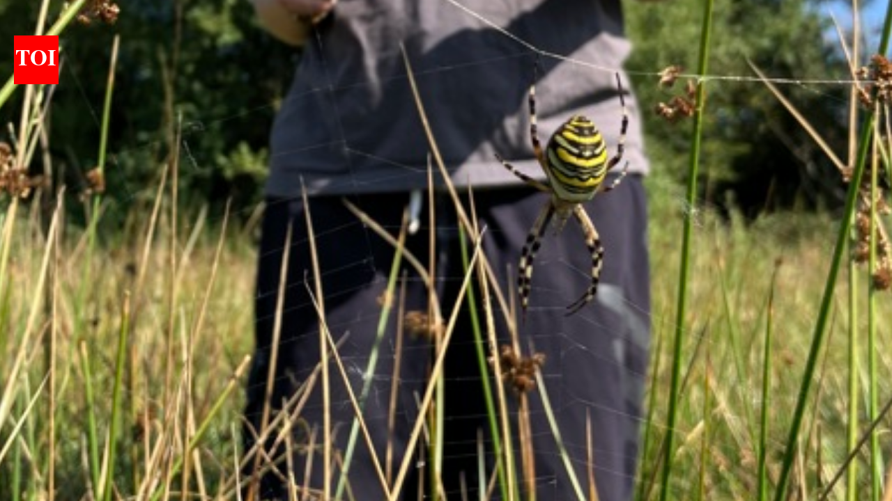 Wasp Spider Reaches Cheshire in Latest Sign of Climate-Driven Range Shift