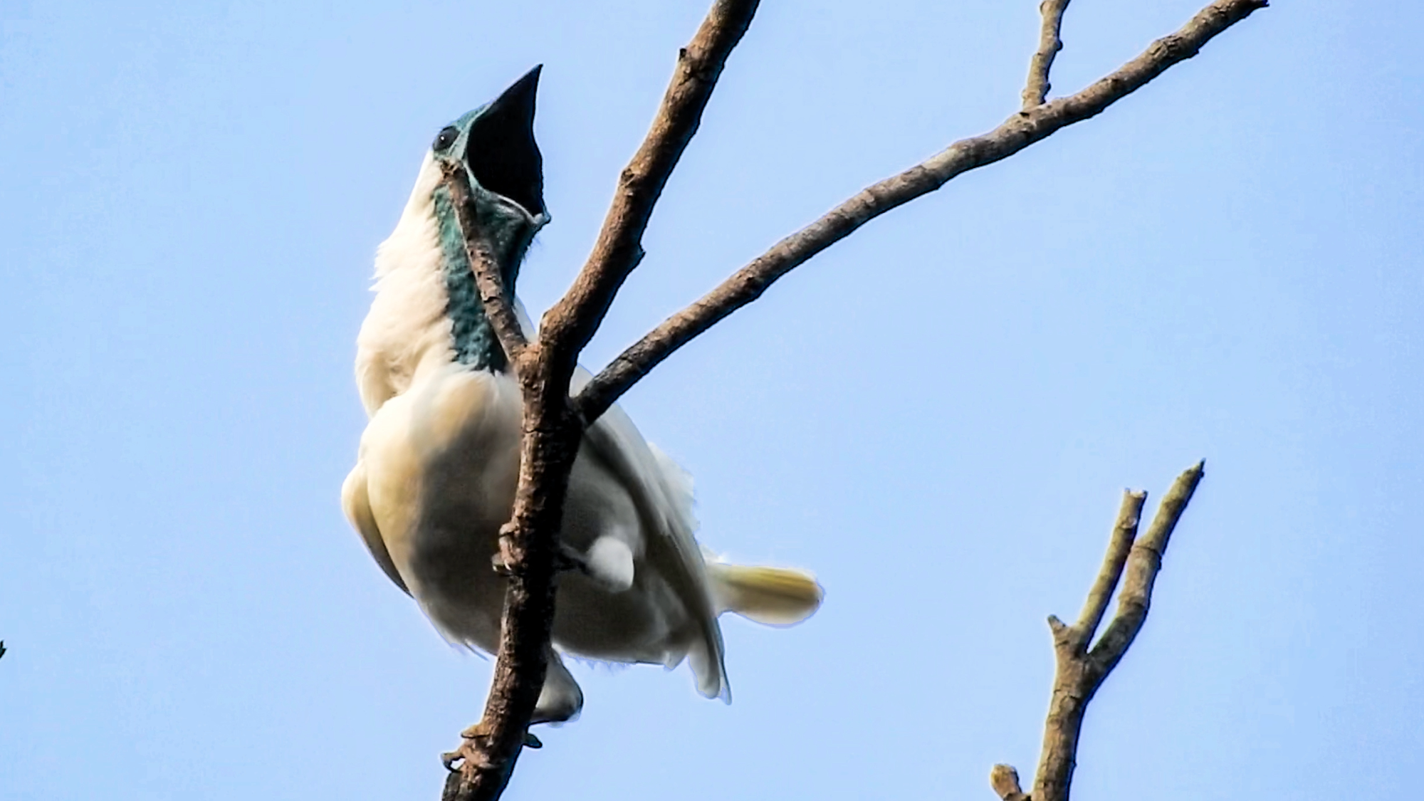 New University Study Identifies Two Bird Species With Calls Exceeding 120 Decibels