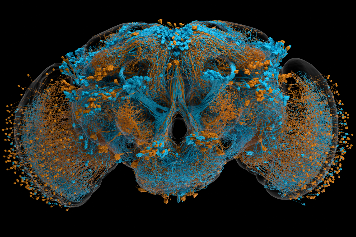 Fly brain connectome complete: 166,000 neurons mapped