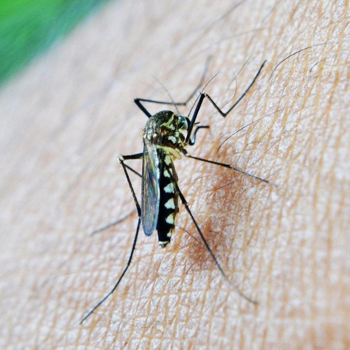 Muere un hombre de 88 años en Badajoz por el virus del Nilo