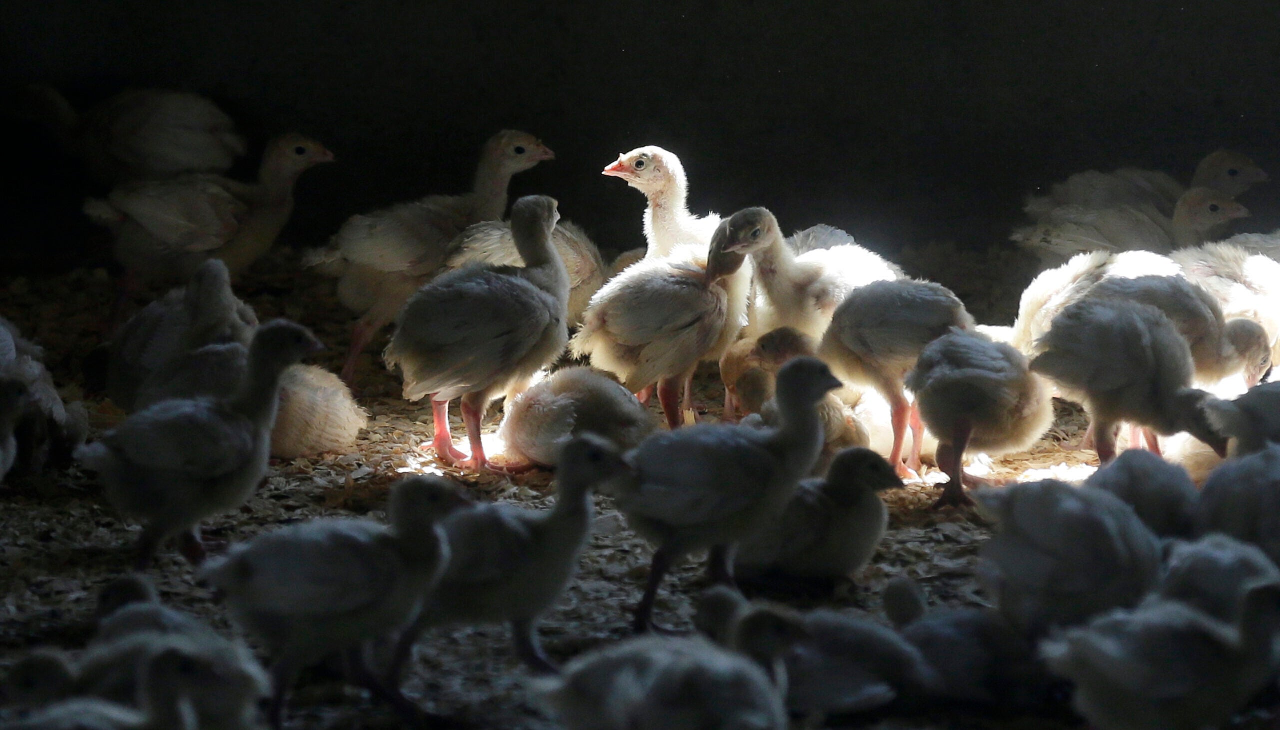 Bird flu spreads across US and Australia as fall migration fuels new outbreaks.