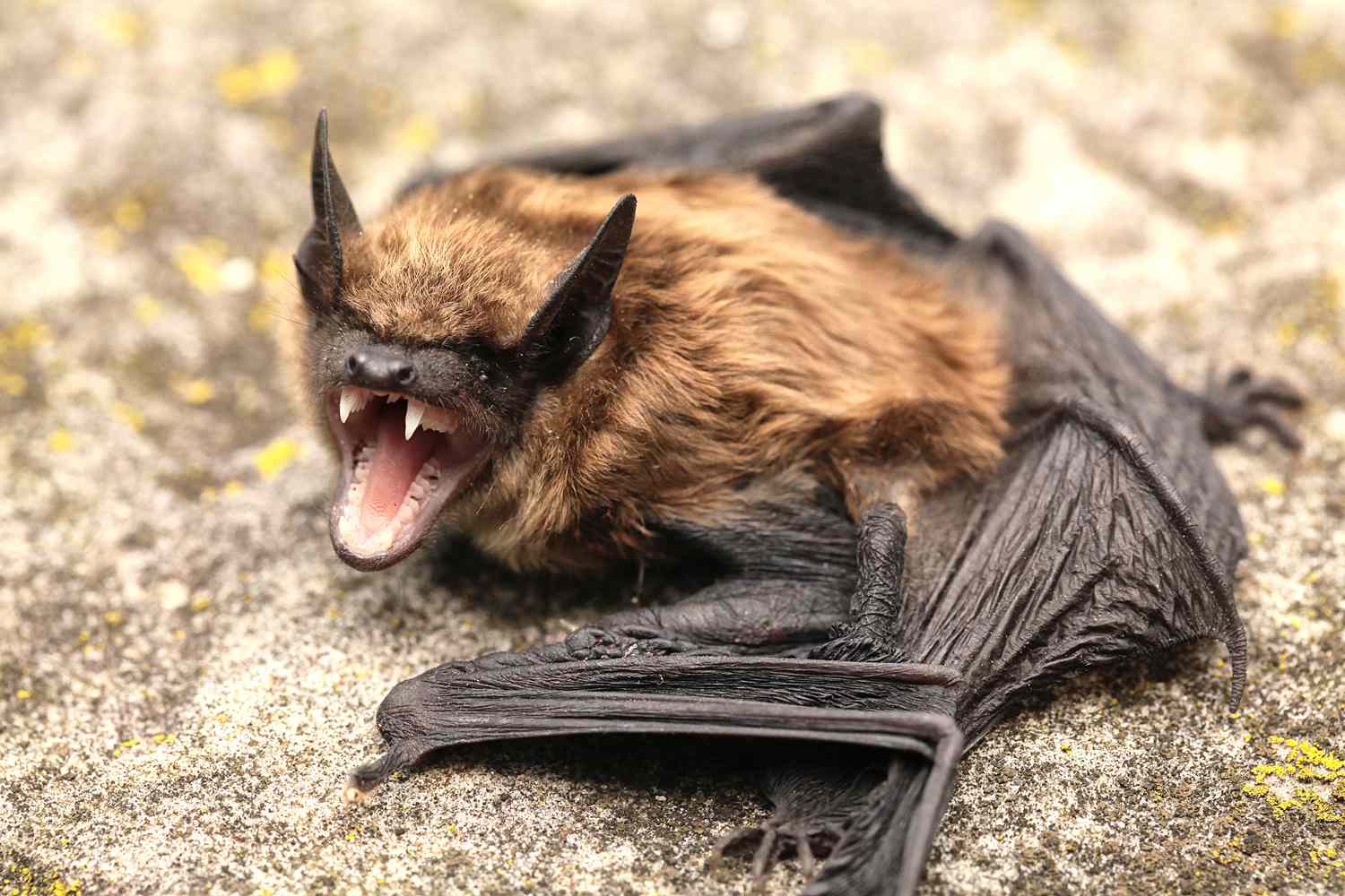 Public Health Officials Issue Rabies Warning After Bat Bite on Campus