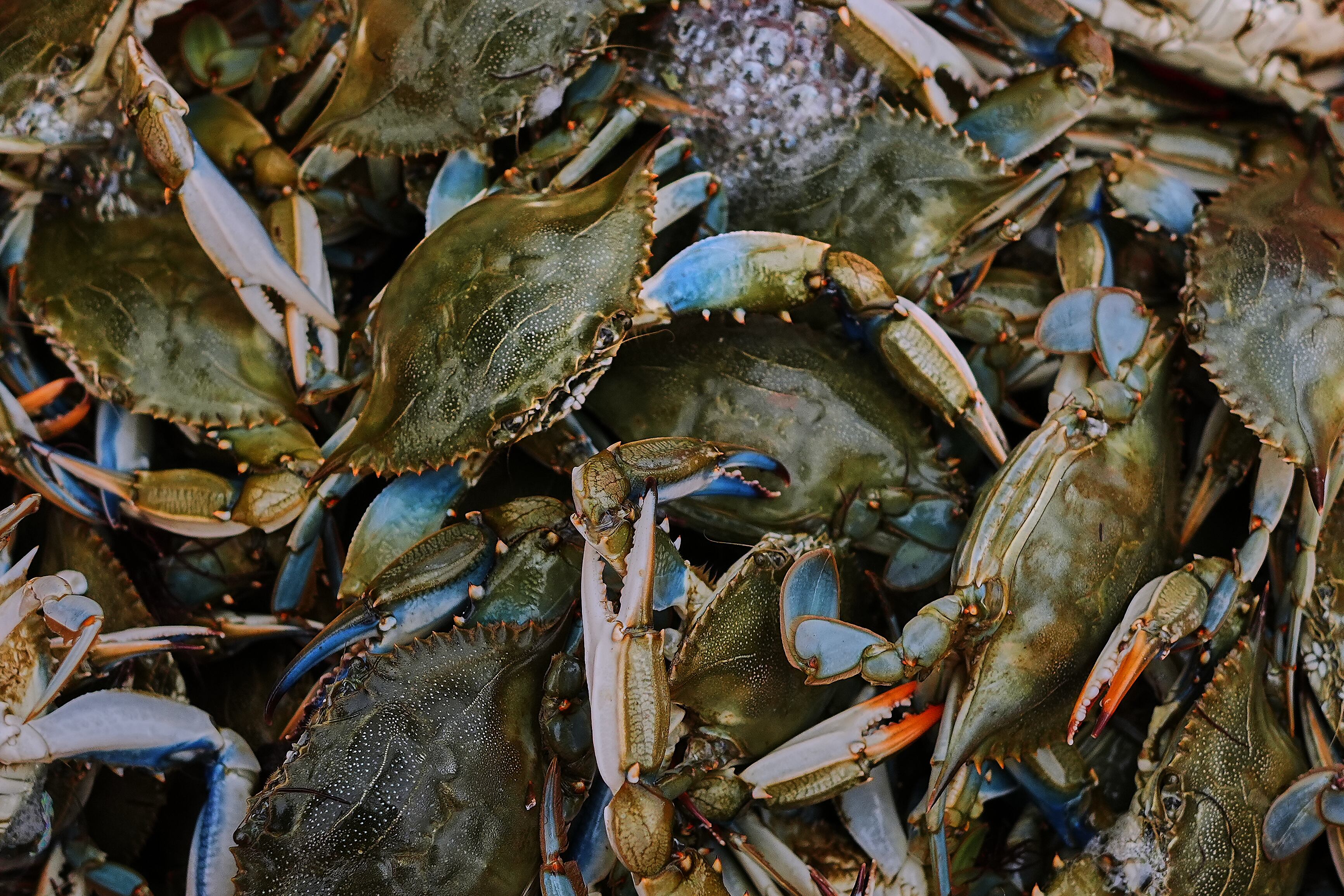 Italian Fishermen Turn Invasive Blue Crabs Into a Lucrative Export Industry