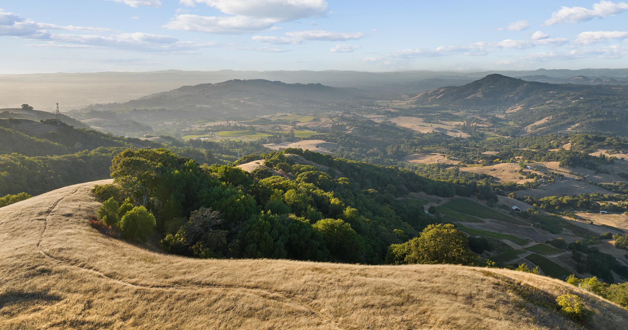 California's Oldest Family Winery Files For Bankruptcy Following $37 Million Debt