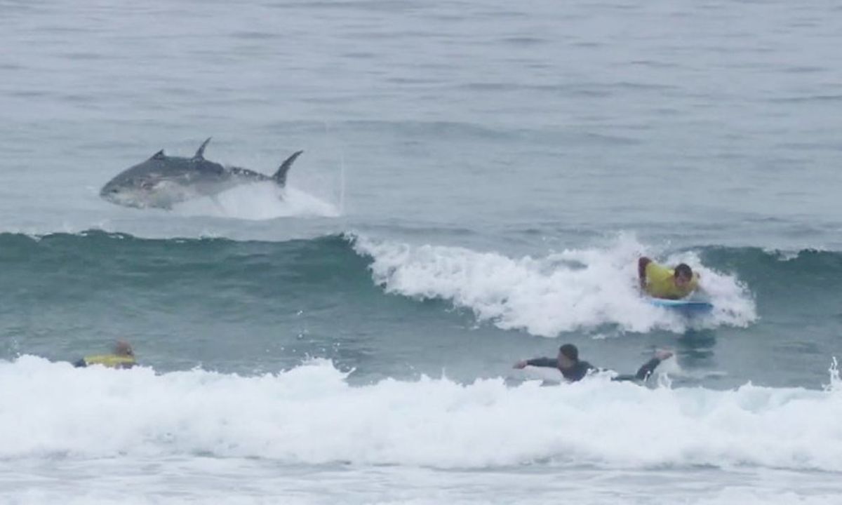 Giant bluefin tuna leaps behind surfers in Cornwall during a feeding frenzy