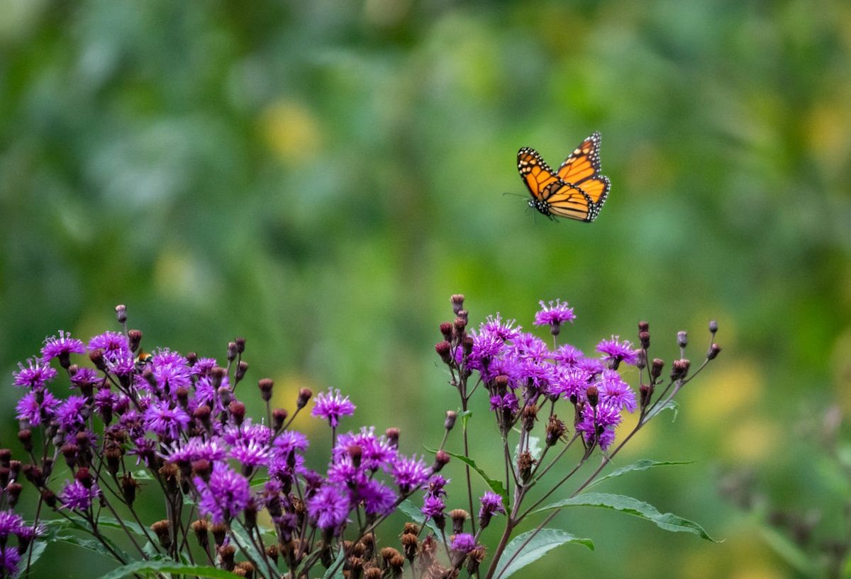 Monarch butterflies begin their annual migration across North America amid severe population declines.
