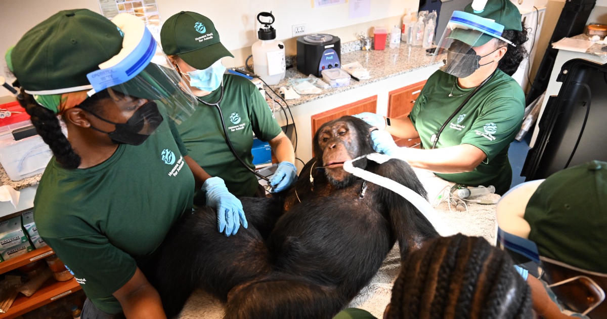 Former research chimpanzees receive comprehensive medical examinations at a Liberian sanctuary.
