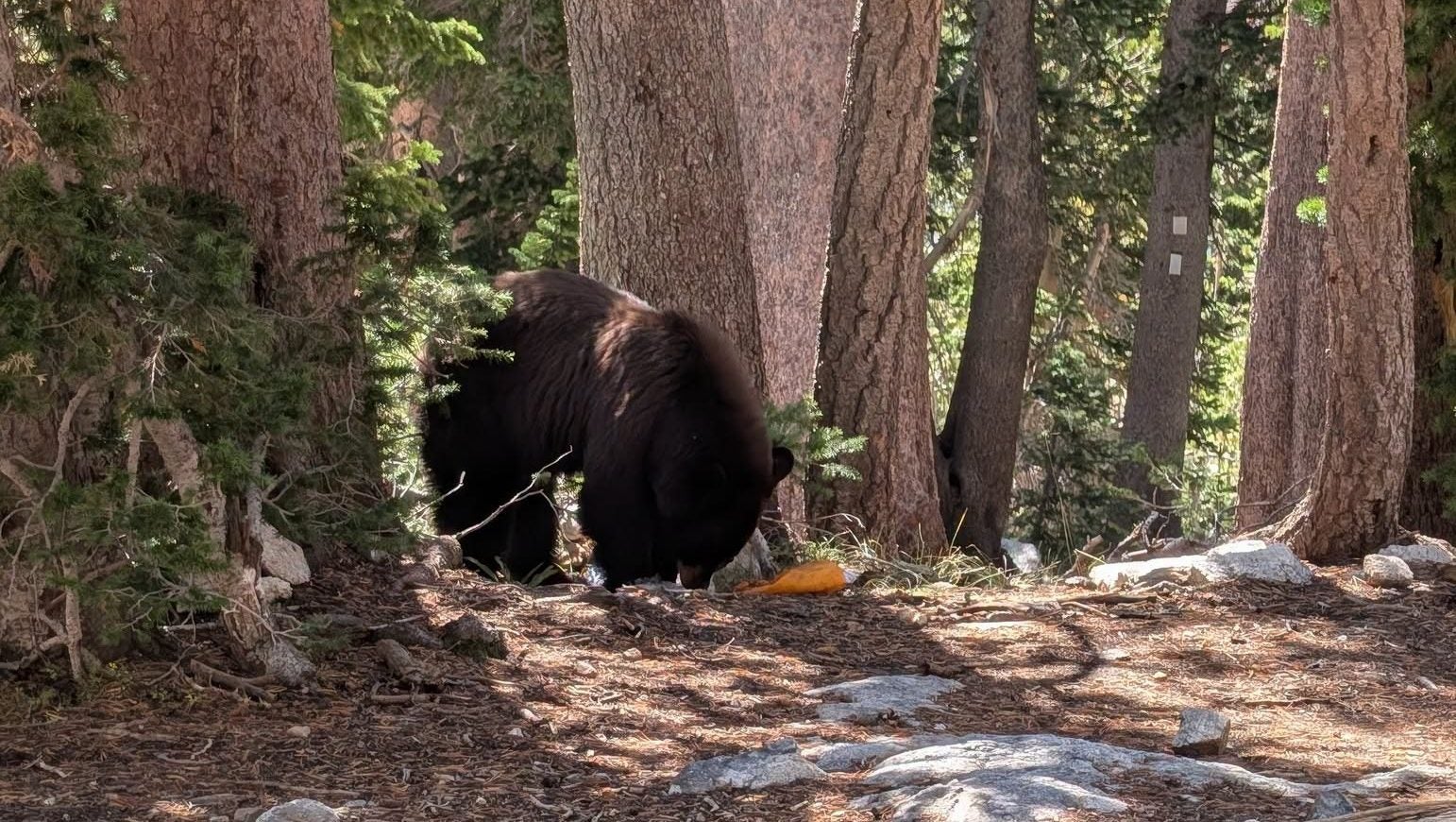 Grand Teton National Park officials euthanize black bear after repeated human food conditioning.