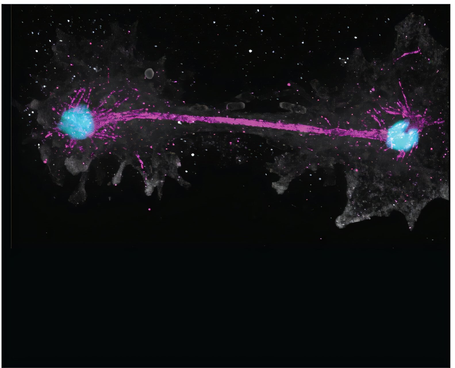 Scientists discover California amoeba that breaks heat-tolerance records for complex life.