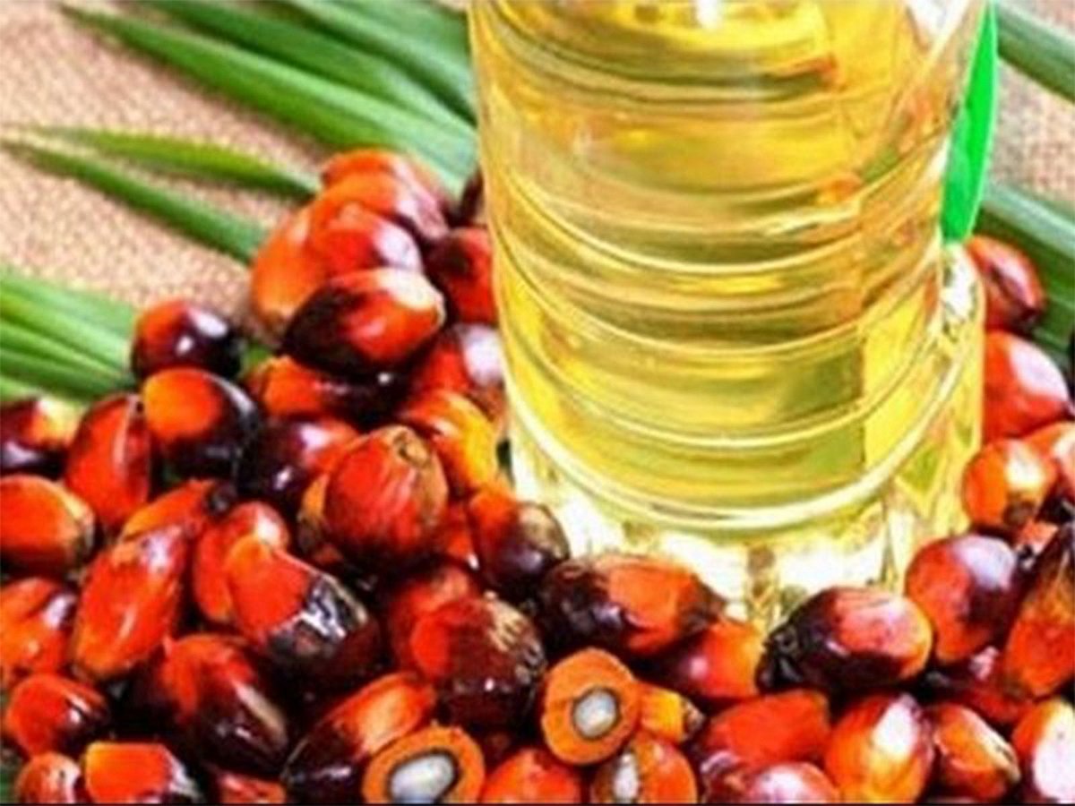 India Reduces Import Duties on Edible Oils to Lower Domestic Food Prices