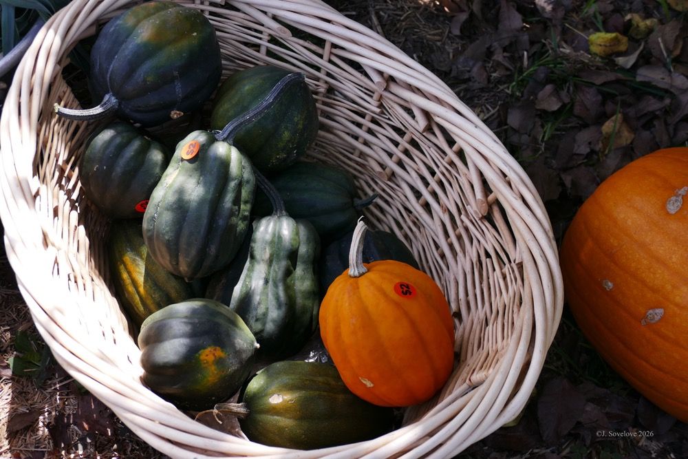 Popular fall festivals and seasonal attractions draw massive crowds while boosting local economies.