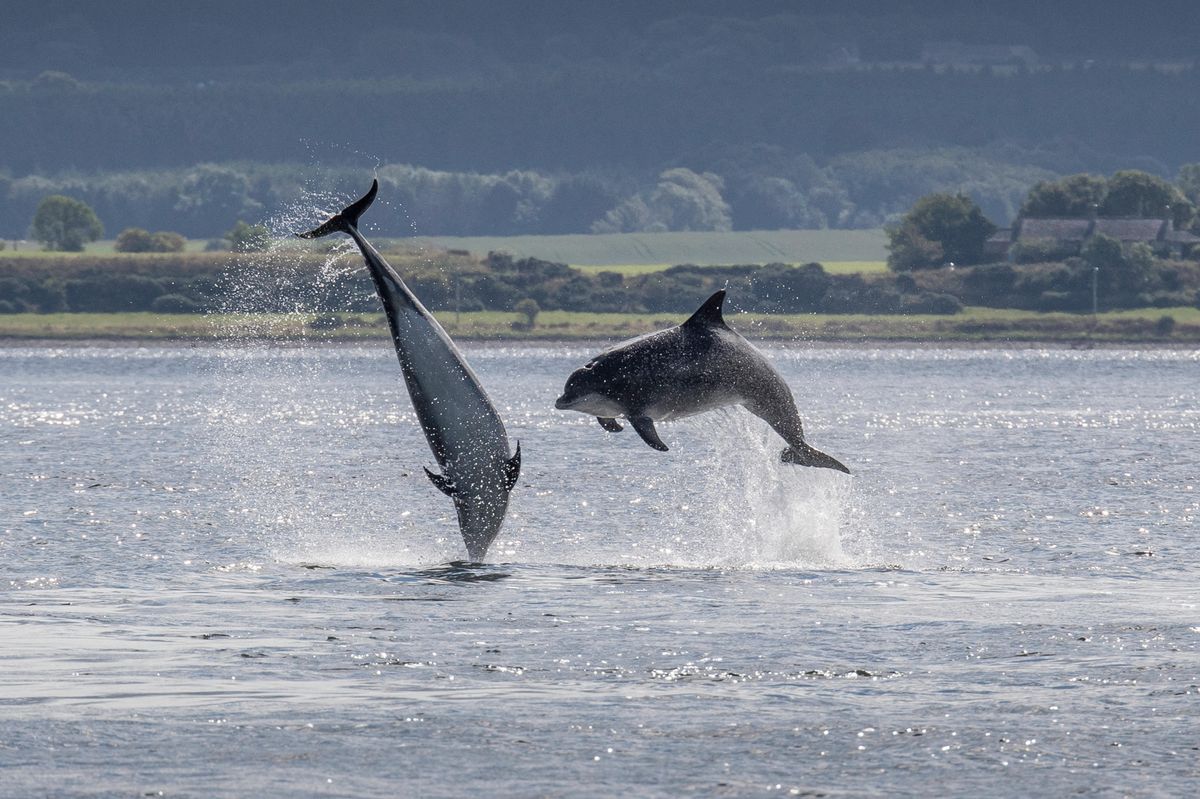 Man Charged After Boat Reportedly Disturbs Dolphin Pod Off Scotland