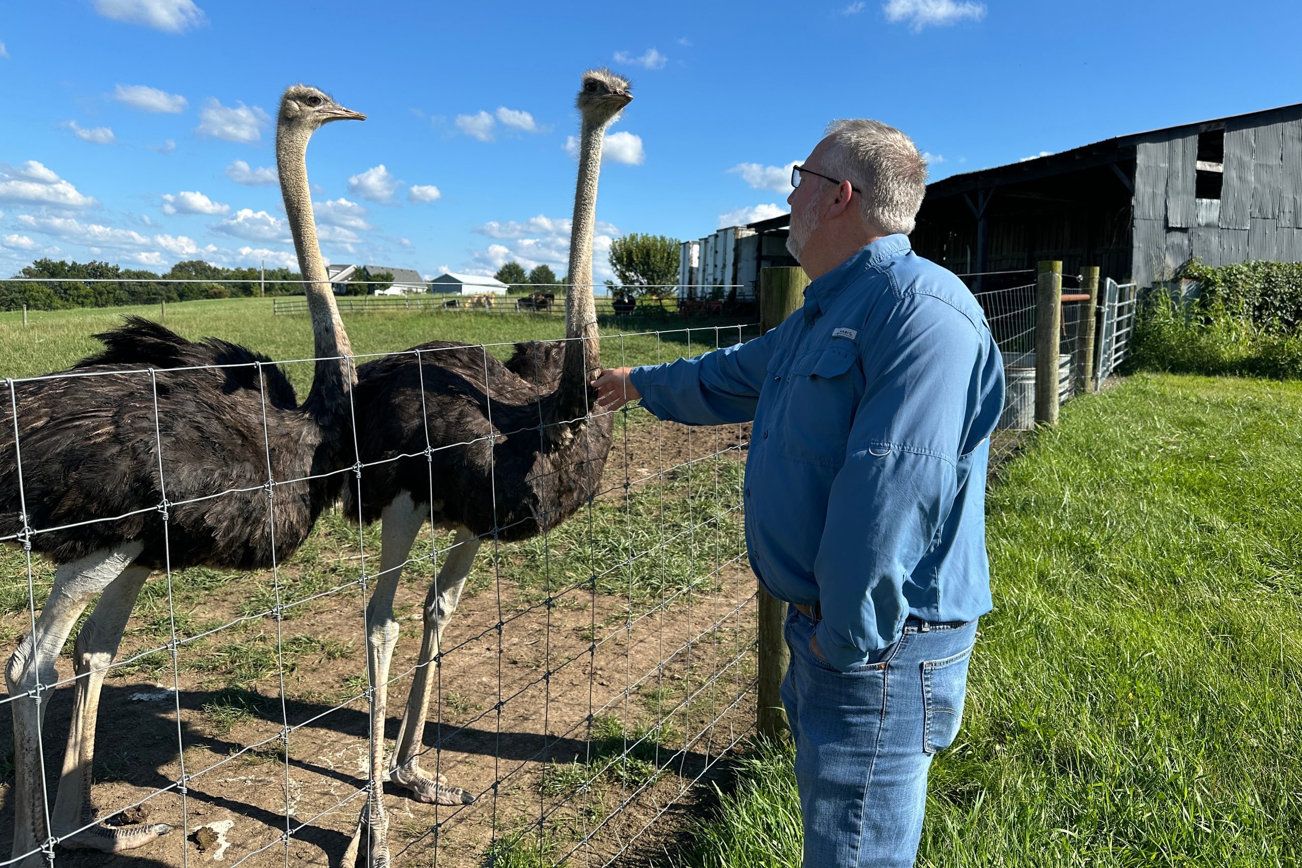 Rising Red Meat Allergies Spark Surging Interest in Commercial Ostrich Farming