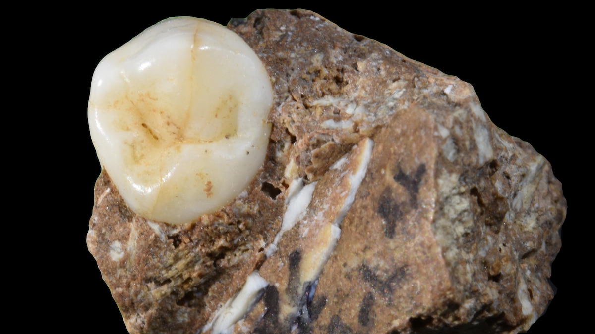 Fossils and Stone Tools Reveal Denisovan Cave Use Across 100,000 Years
