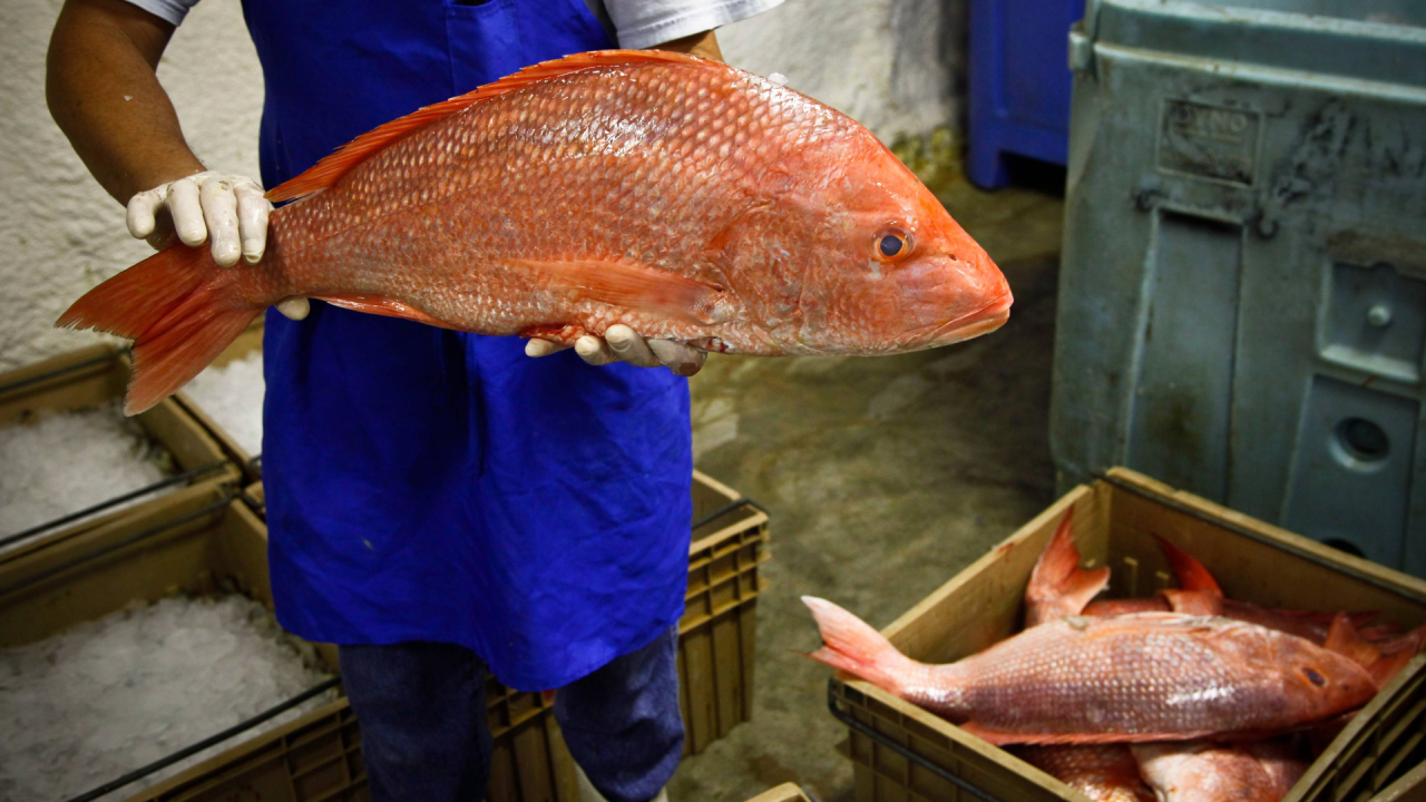 NOAA Announces Three-Day Federal Red Snapper Season for the South Atlantic