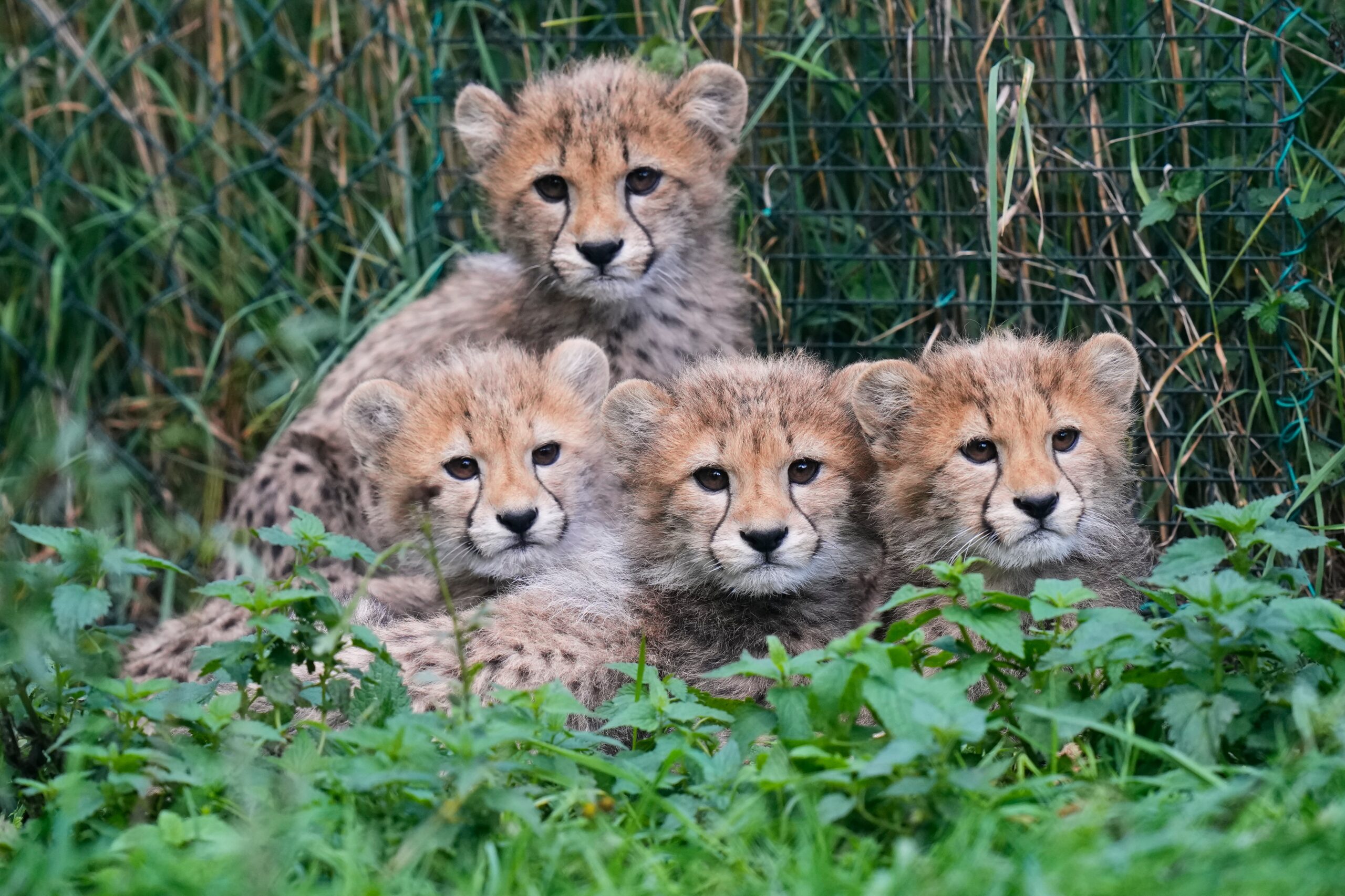 Five Endangered Cheetah Cubs Thrive at Prague Zoo Despite Early Challenges