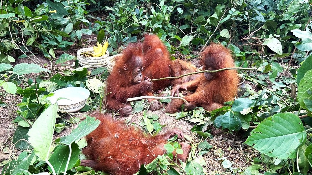 India Investigates Trafficking of Five Baby Orangutans
