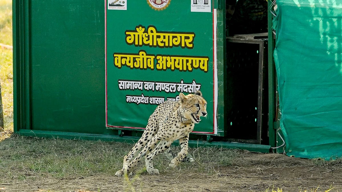 Gandhi Sagar Wildlife Sanctuary Becomes India's Second Major Cheetah Habitat
