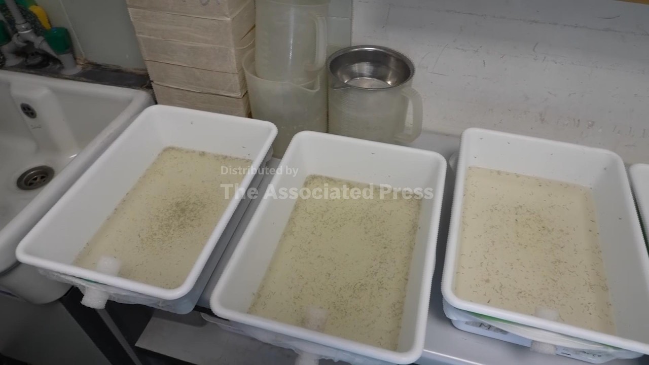 Rising Temperatures Drive Widespread West Nile Virus Infections Across Italy