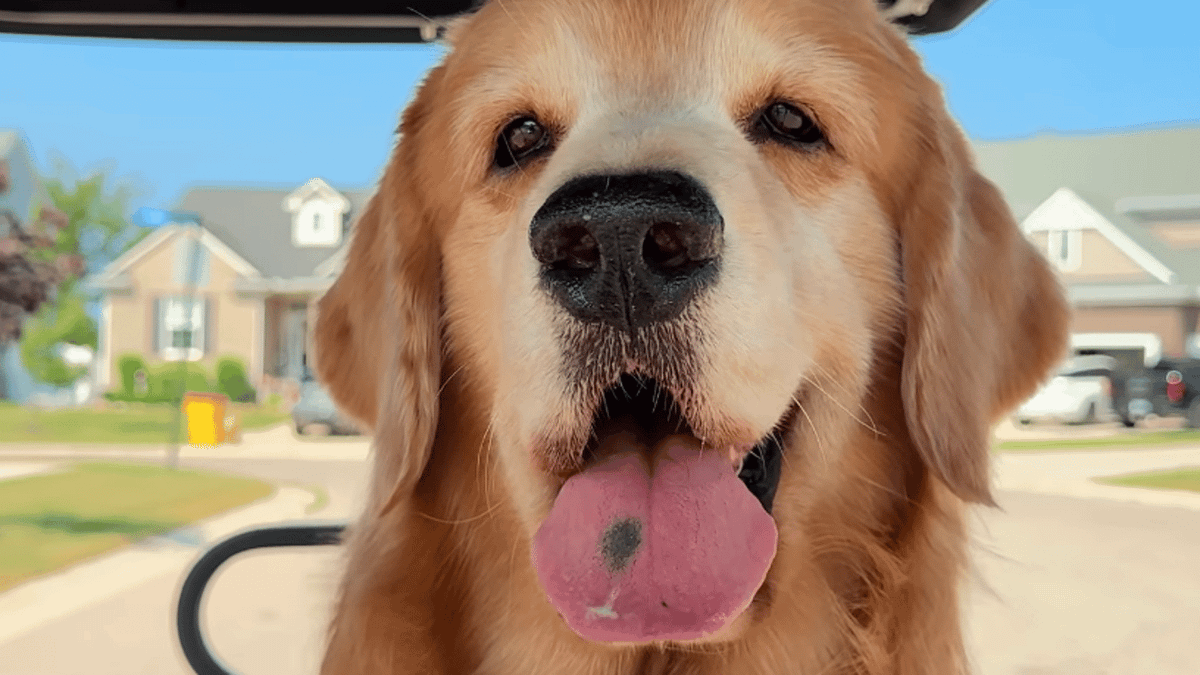 Viral Golden Retriever Tucker Budzyn Dies at Age Eight From Lymphoma Complications