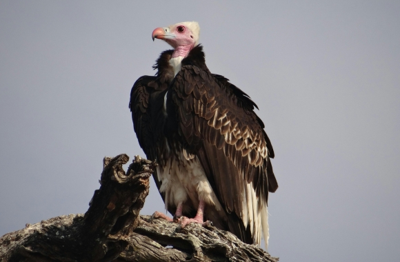 Nearly seventy percent of vulture species face severe extinction threats worldwide.