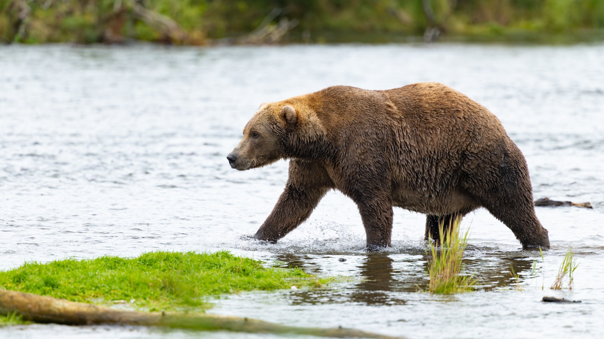 Alaska's annual Fat Bear Week tournament returns with sixteen contenders vying for the winter hibernation crown.