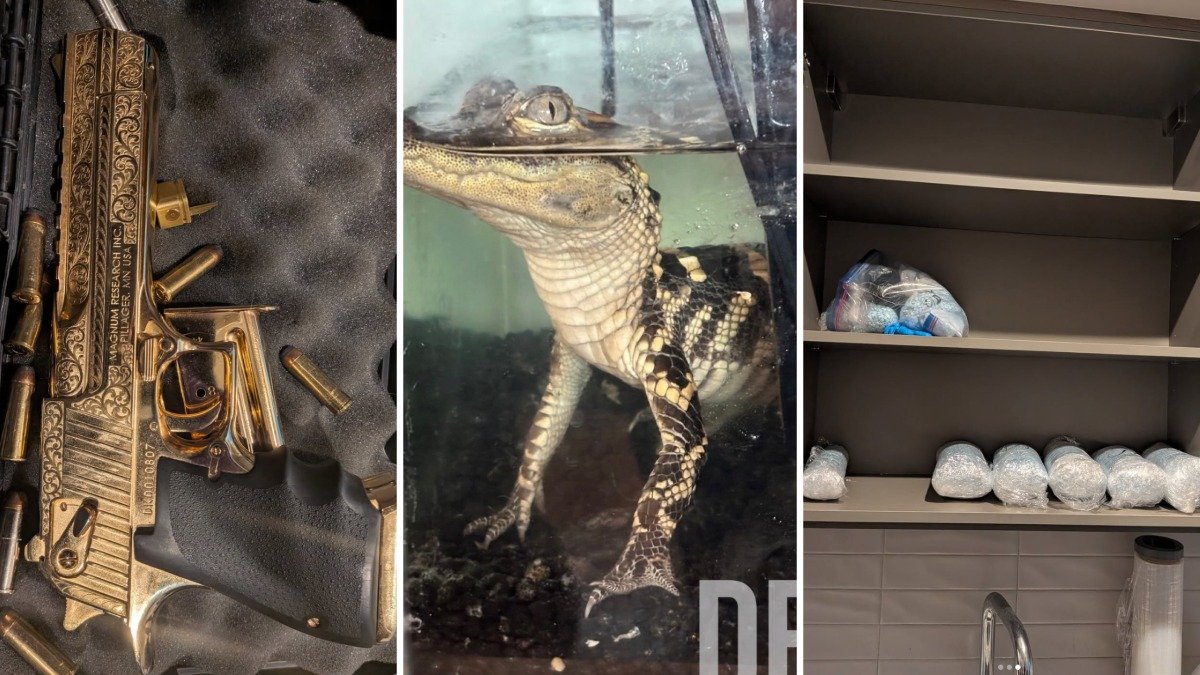 Feds Seize 94 Pounds Fentanyl, Alligator in L.A. Apartment