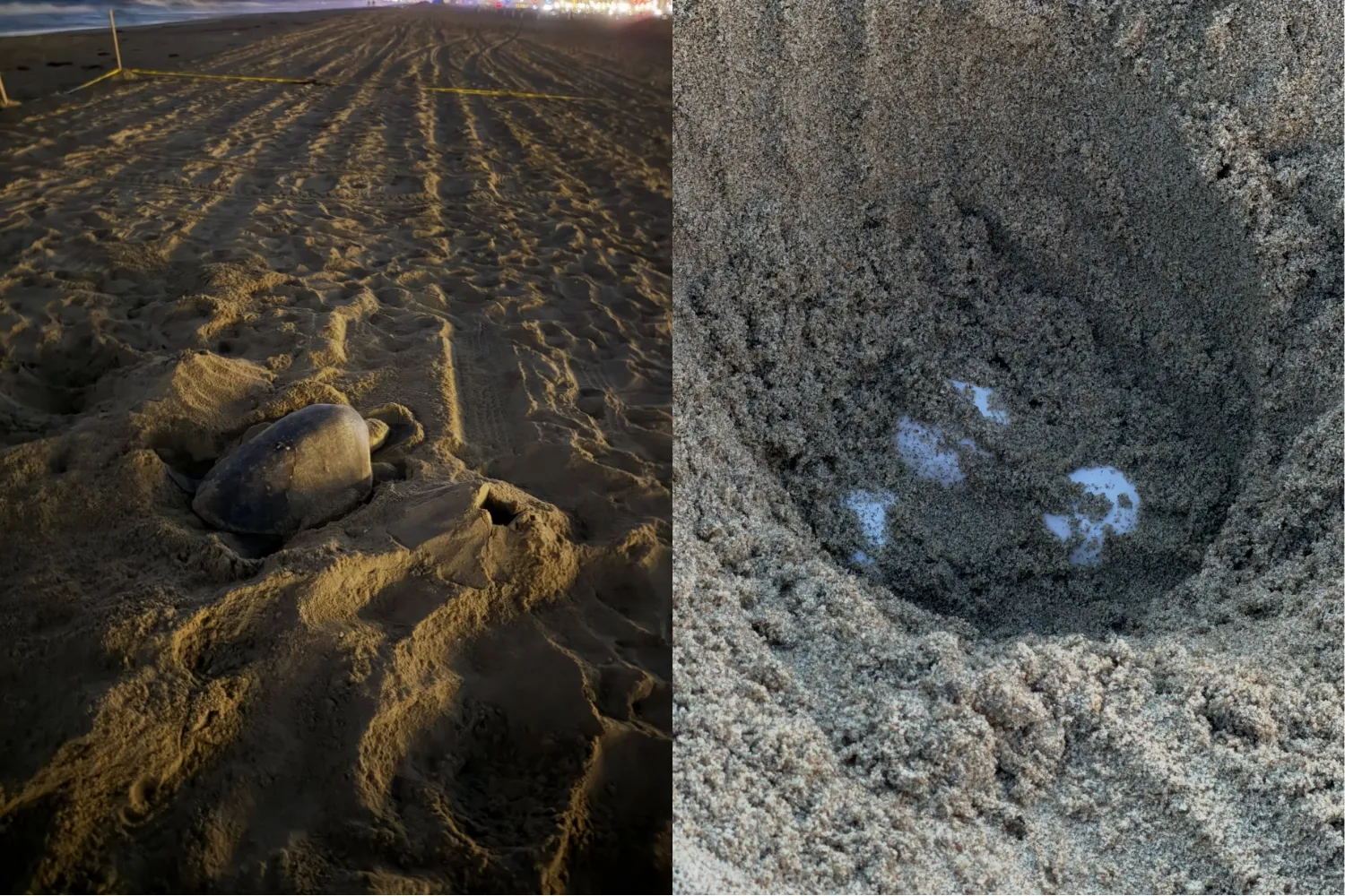 Rare Olive Ridley Sea Turtles Nest on California Beaches for the First Time