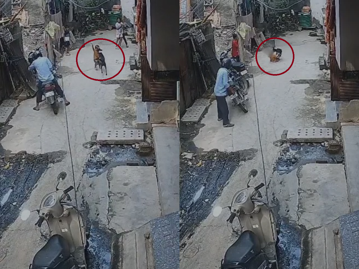 Pit Bull Attack Leaves Infant and Aunt Seriously Injured in Sonipat