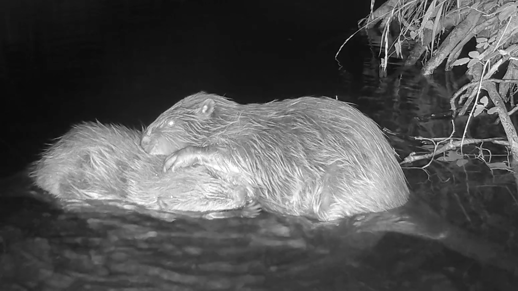 Exmoor Beavers Form Pair, Raising Hopes for Local Population Growth