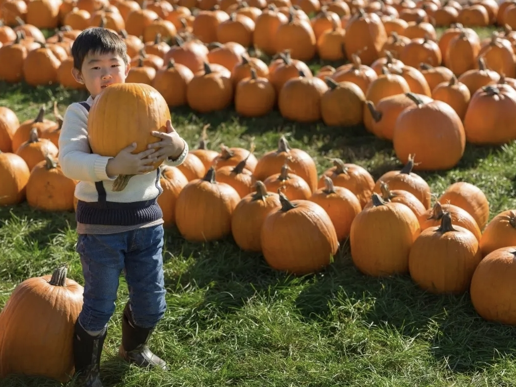 Diverse Halloween Events Span Multiple Regions From Family Festivals To Haunted Trails