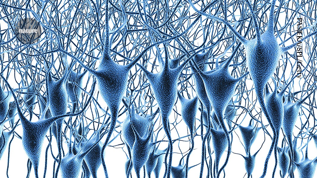 Scientists Map Human Brain Gene Activity Across Lifespan and Major Disorders