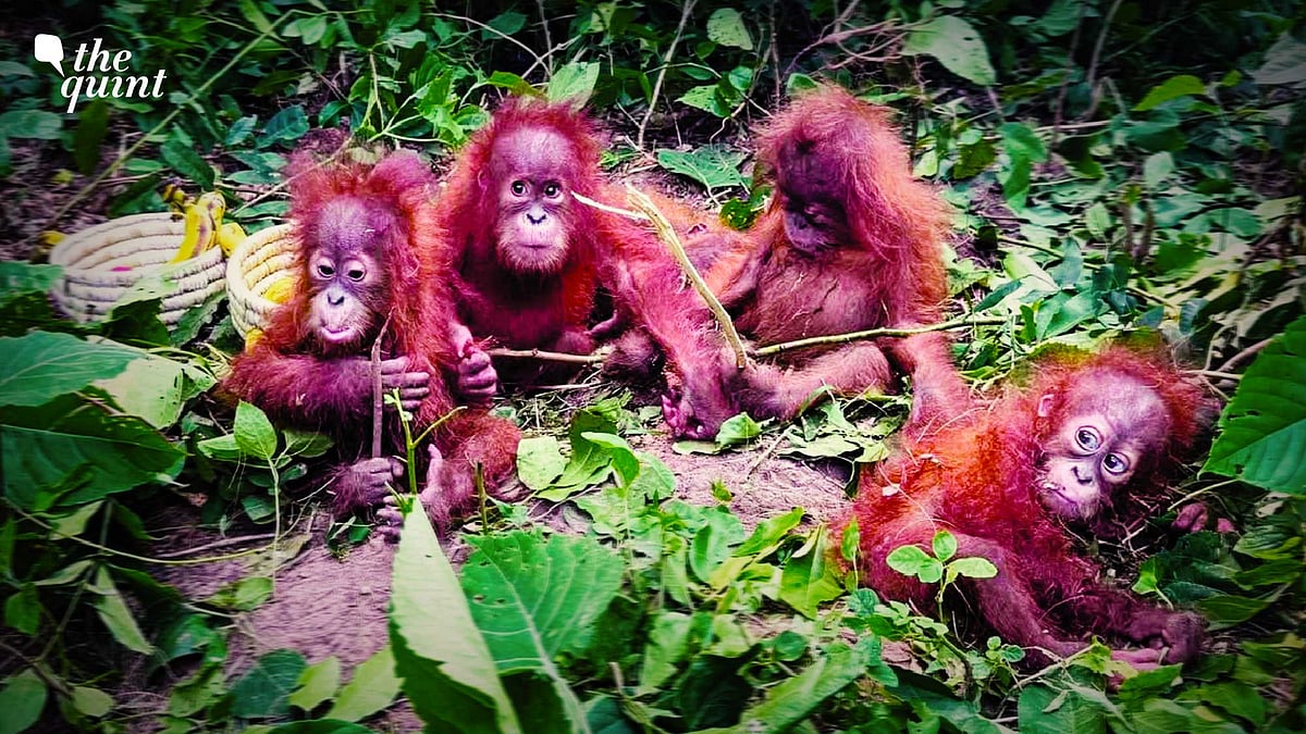 Odisha Special Task Force Questions Three Individuals After Rescuing Smuggled Baby Orangutans