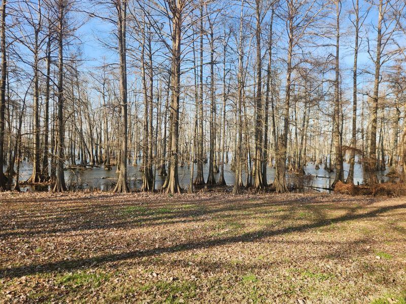 Regional reports highlight seasonal bird activity, autumn wildlife movements, and duck hunting success.