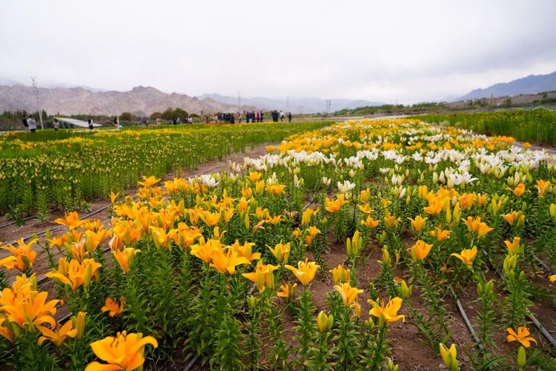 Ladakh Inaugurates World’s Highest Twin Flower Fields