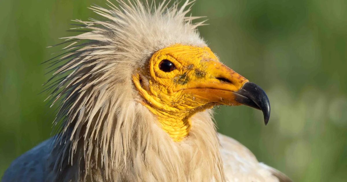 Report Finds 45% of Migratory Birds Declining