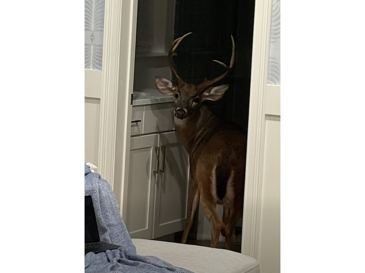 Florida Deputies Help a Wild Buck Escape From a Residential Bathroom