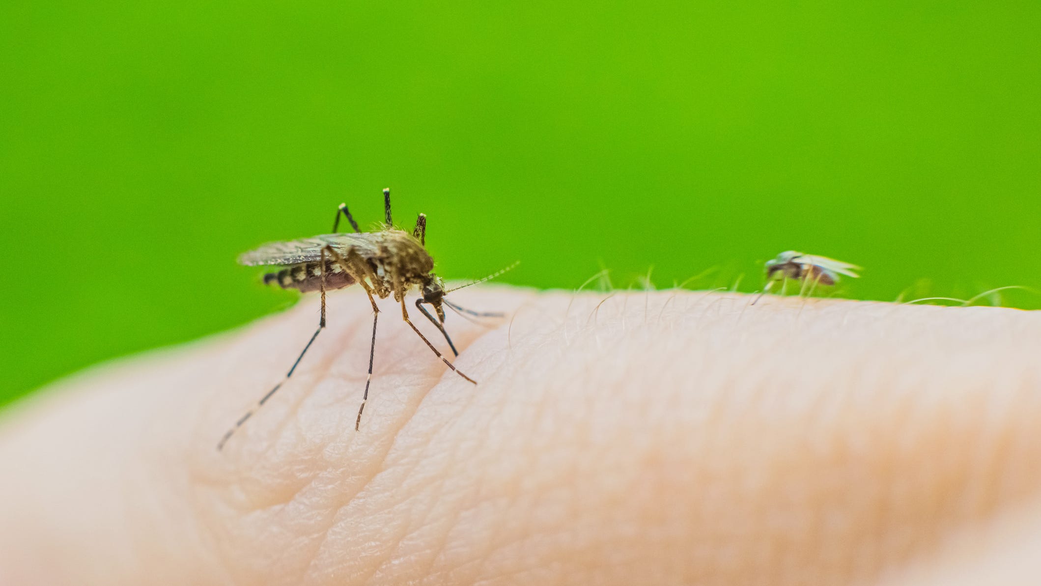 Florida Dengue Outbreak Reports Death, 152 Local Cases