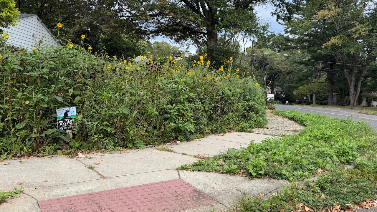 Neighborhood Native-Plant Dispute Arrives Alongside Essential Fall Gardening Advice and Tips